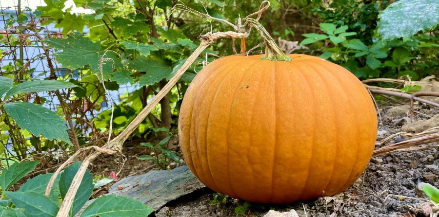 Zdrowe produkty – składniki na puree dyniowe i pumpkin spice latte Grizly
