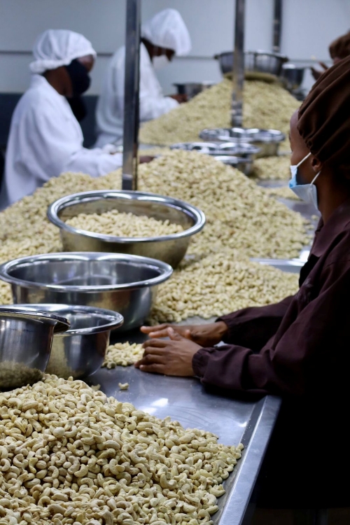 Jak przetwarza się nerkowce, Grizly