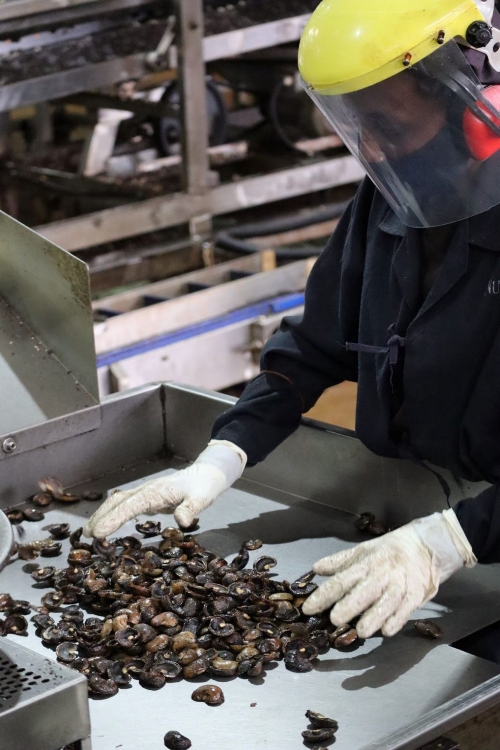 Jak zbiera się nerkowce – drzewo Grizly