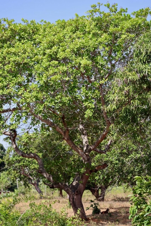 Jak rośnie nerkowiec – drzewo Grizly