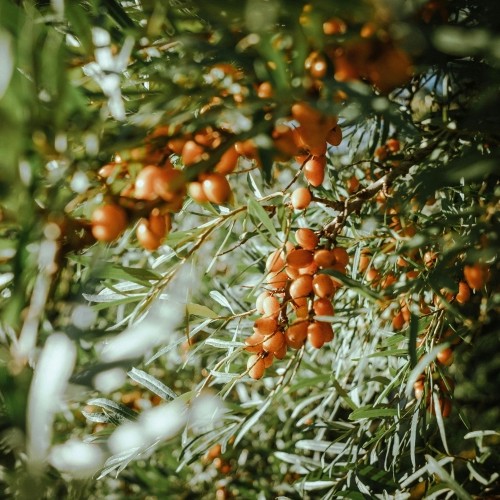 Ostropest i rokitnik Grizly