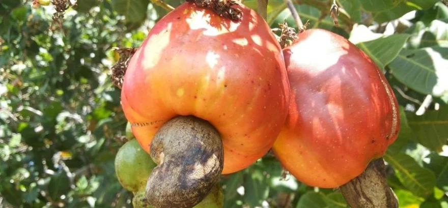 Orzechy nerkowca: Skąd pochodzą i jak rosną