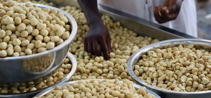 Orzechy makadamia – królowe królestwa orzechów