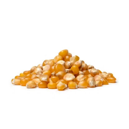 Kukurydza na popcorn