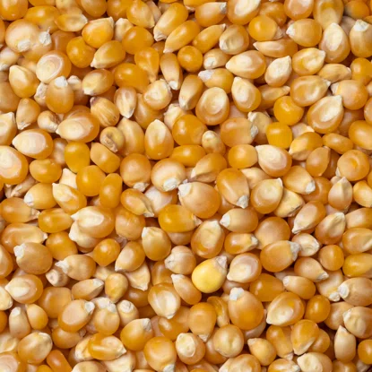 Kukurydza na popcorn